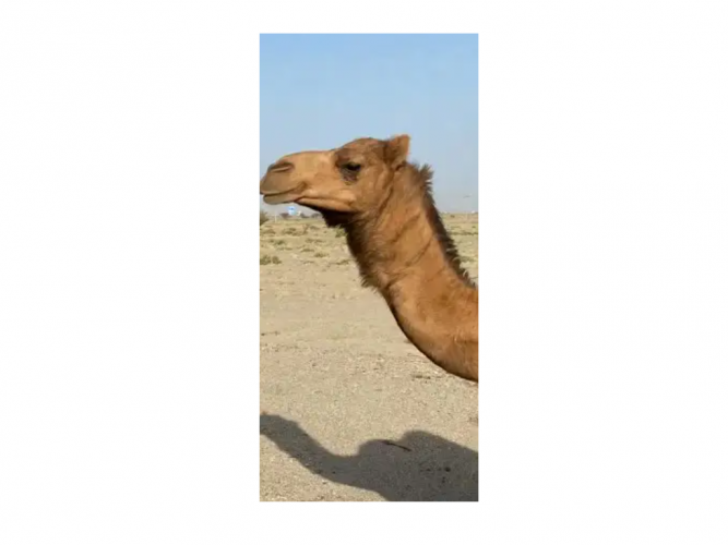  ناقه ضايعة