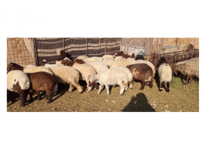  بهم نعيم32 راس