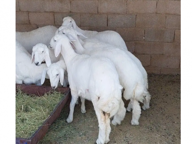  رخال صنف