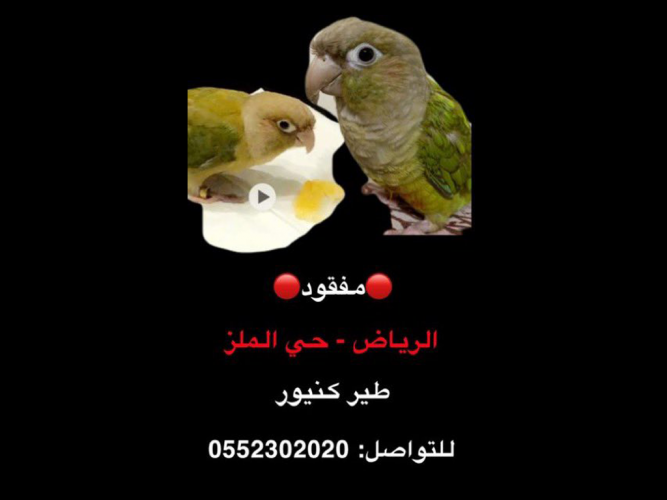  طير كنيور