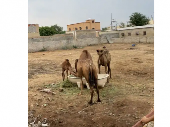  نياق ضايعه