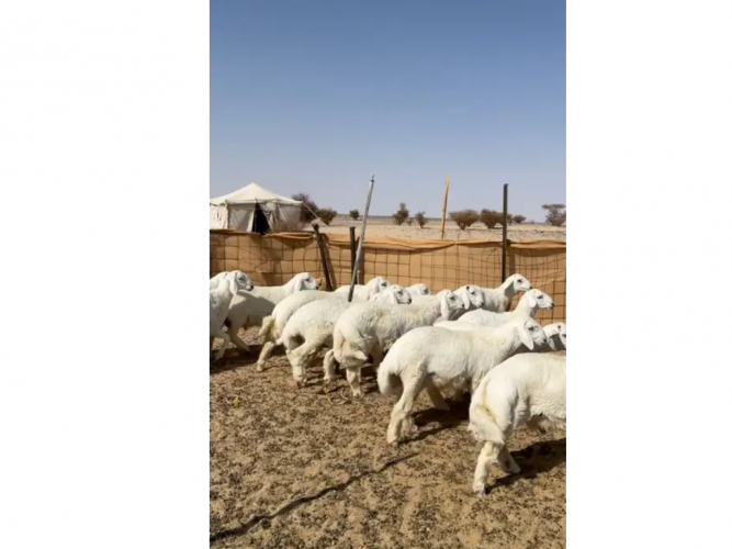  20 طلي بريه وشرط النظافه