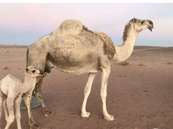  للبيع خلفه