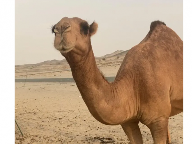  بكره ثنيه حمراء شماليه