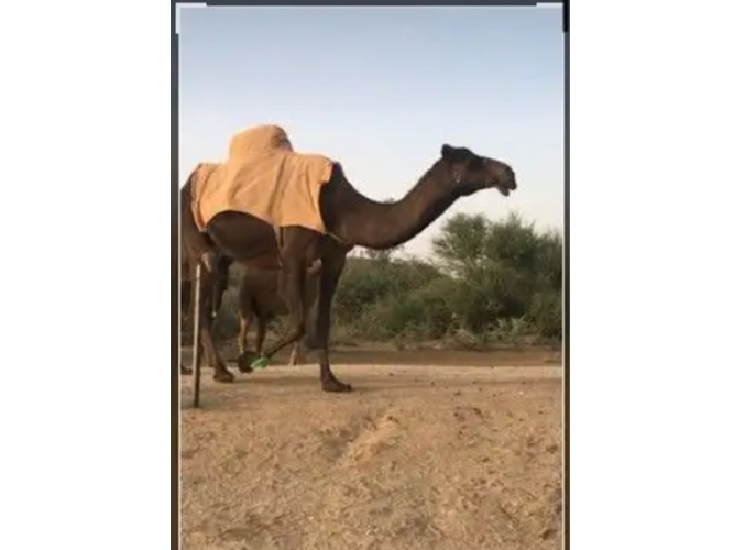  ناقه ضايعه لها سبوعين