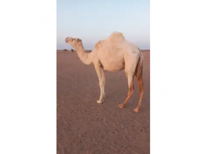  لقحه للبيع