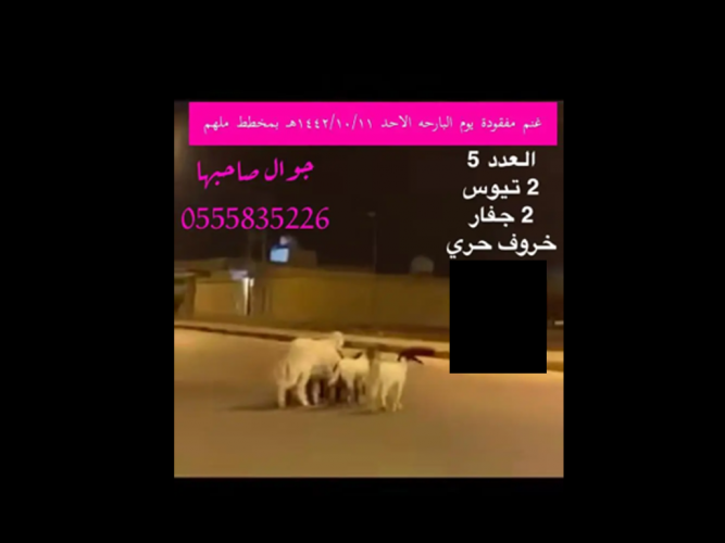  اغنام مفقودة يا اهل النخوة