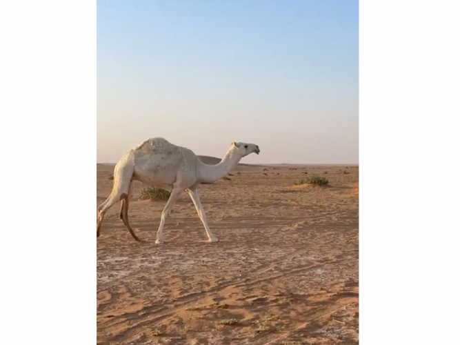  وضحا ضروبه