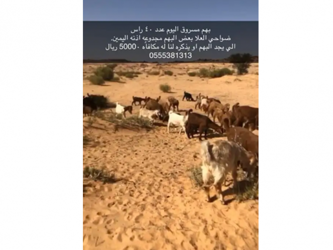  بهم تيوس وجفار مسروق