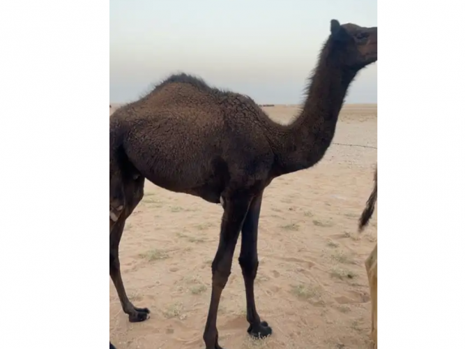  قعود مفرود البيع