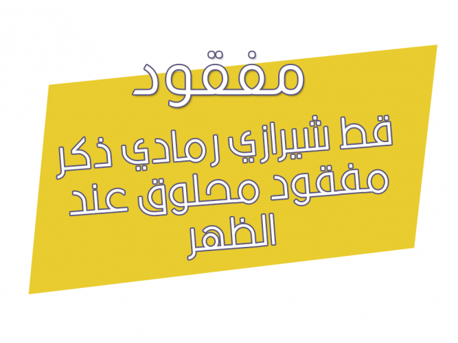 قط شيرازي رمادي