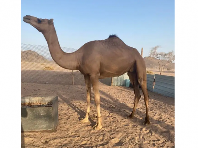  للبيع ناقه حمرا اصيله