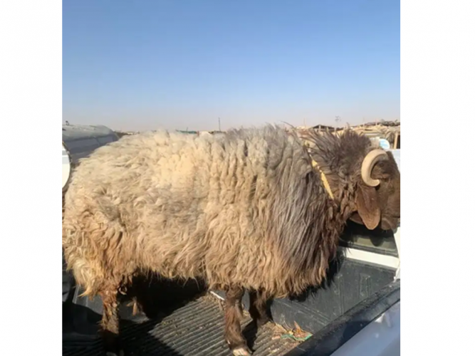  خروف نعيم فيه عرق ساكني