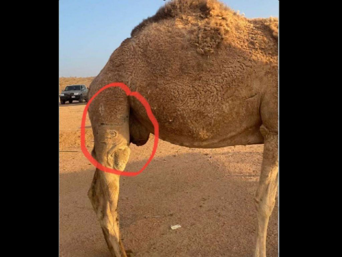  الناقة ضايعه من جنوب العطيف