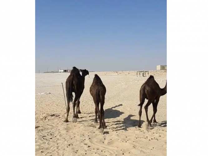  قعودين مجاهيم