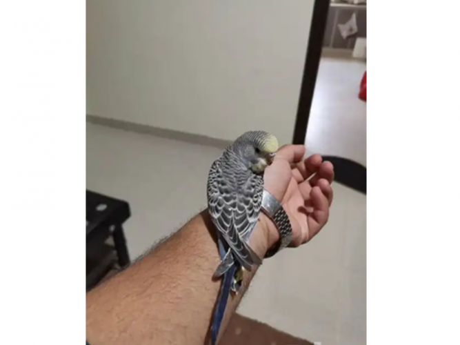  مفقود البكيريه بادجي