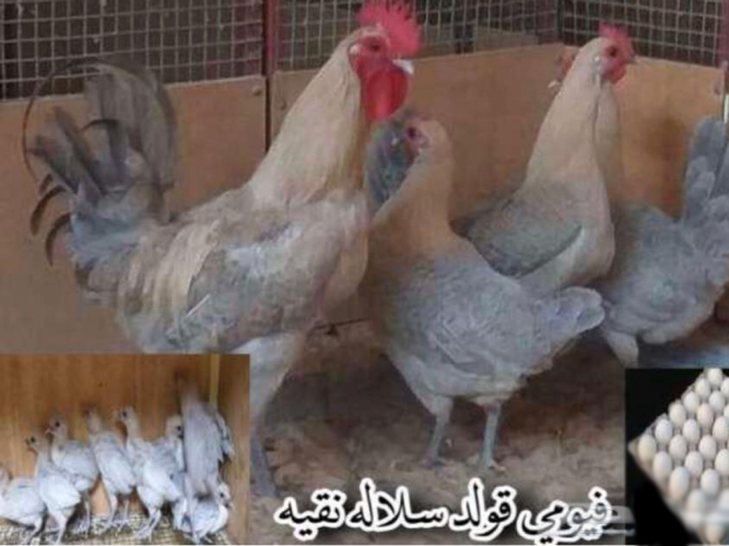  بيض فيومي مشكل سلاله نقيه