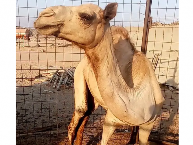  بكره للبيع مفروده