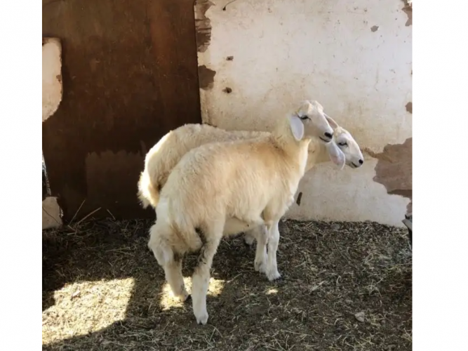  ذبايح حري
