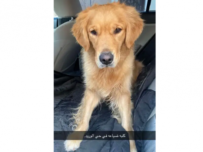  وجدت كلب ضايع في الورود