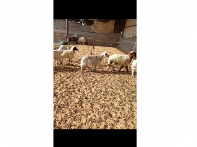  ذبايح 