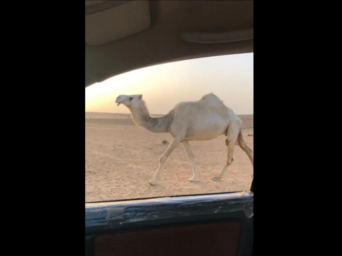  ناقه للبيع