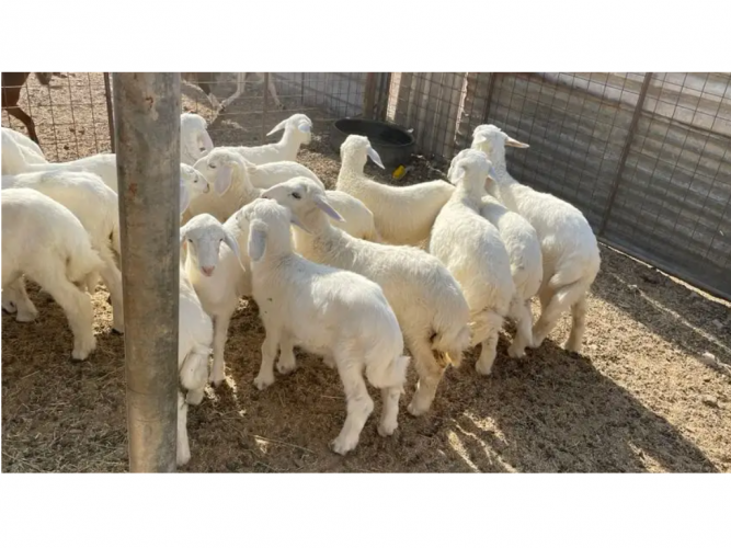  خرفان ورخال