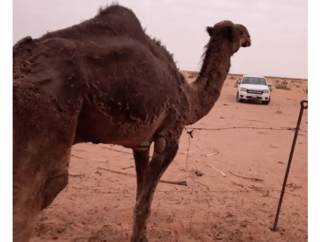  قعود ثني عل بعير الشريع