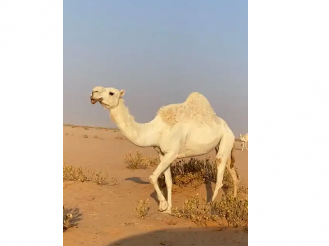  ضروبه وضحاء طيبه