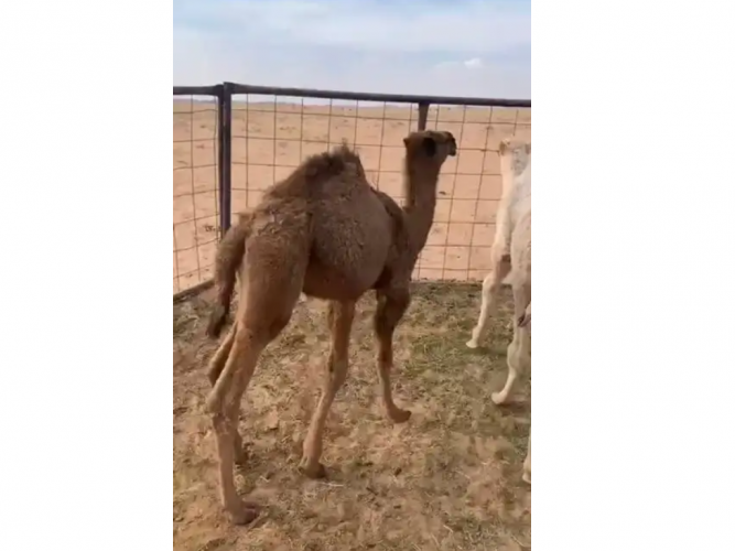  حشو قعدان على الحليب
