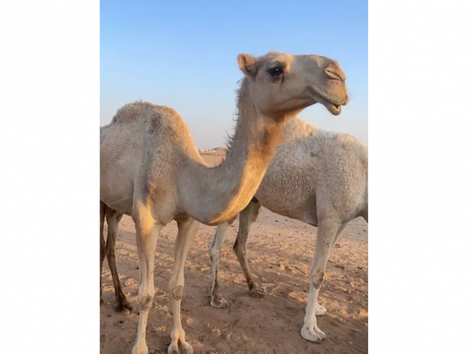  ضريبه طيبه