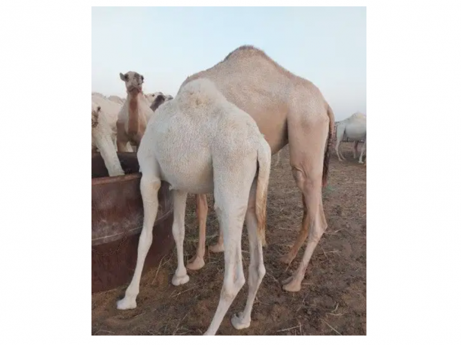  قعود مفرود