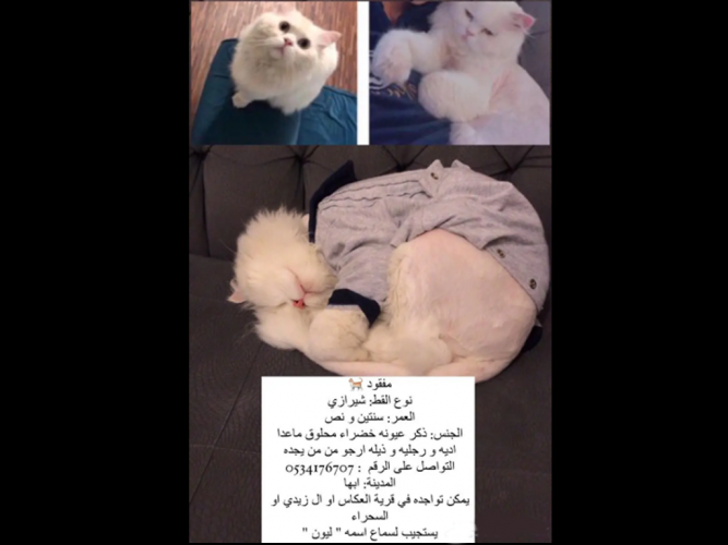  قط مفقود شيرازي