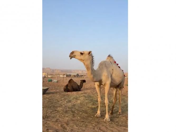  القحه قدله في لقاحها فوق 8 اشهور