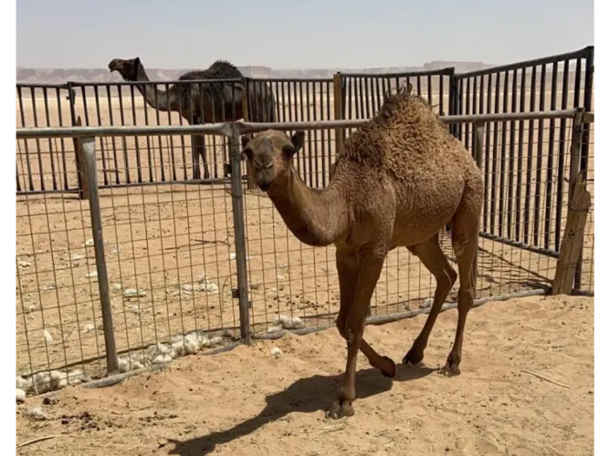  قعود قصب طيب