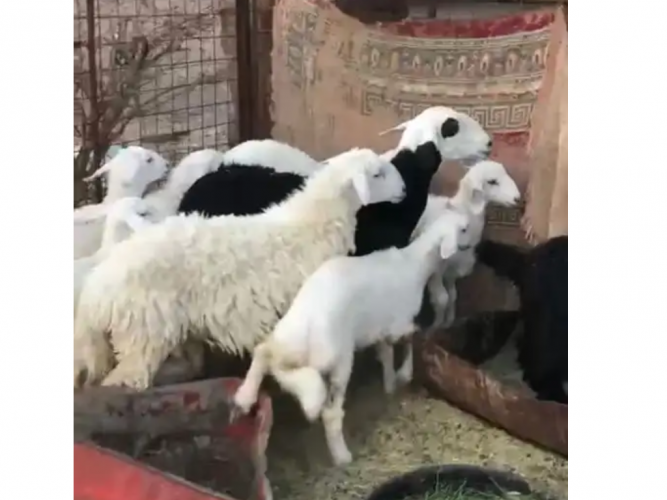  حلال مسروق
