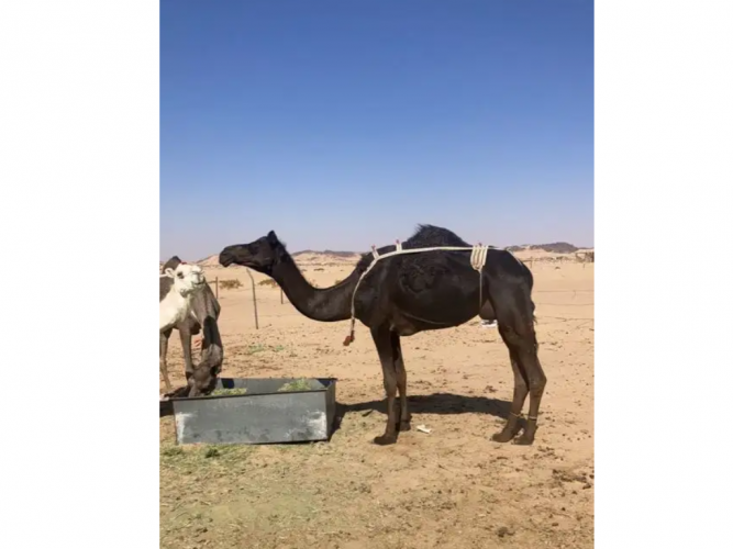  خلفه بكر