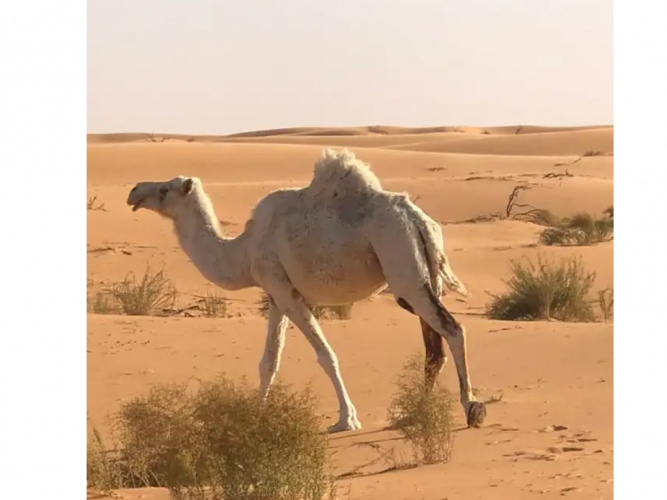  البيع ناقه حيل طيبه