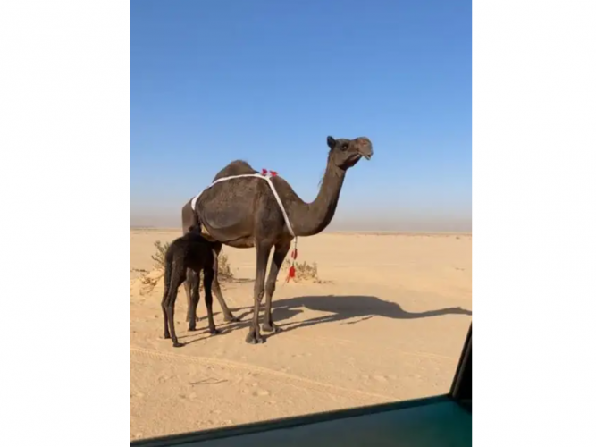  خلفه مجهم
