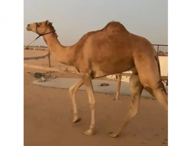  هجن   ابوه شرط