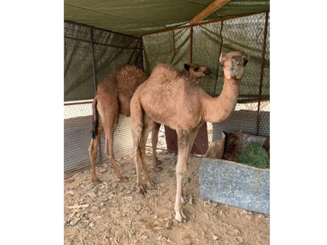  قعدان للبيع
