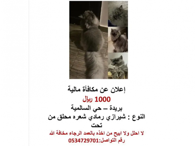  قط مفقود ببريدة