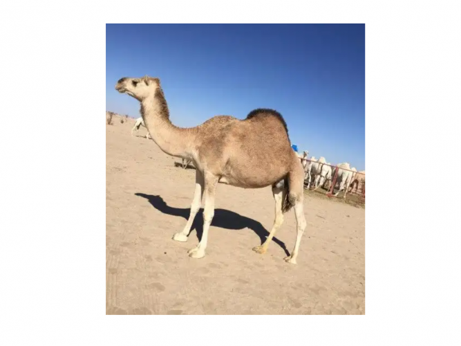  ضروبه للبيع