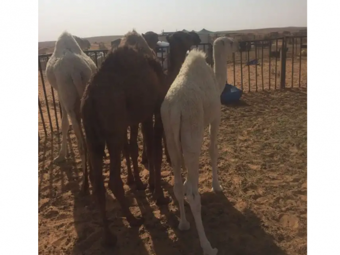  قعودين وبكره