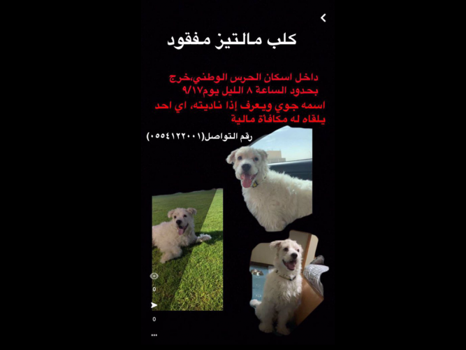  كلب مالتيز مفقود