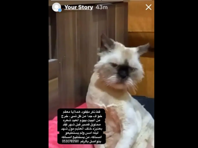  قط هملايا