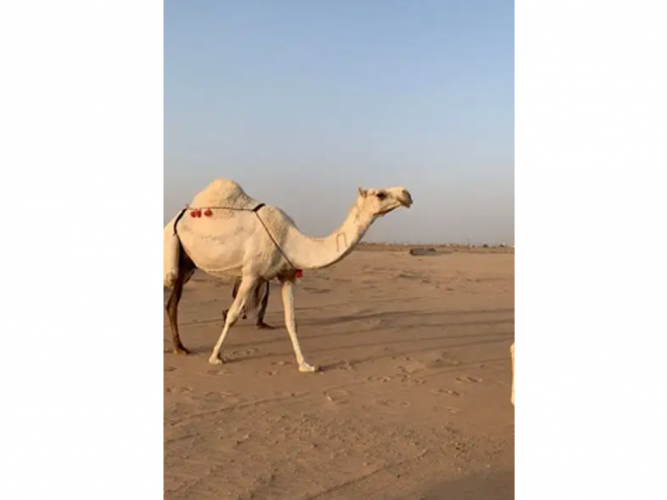  خلفه وضحى