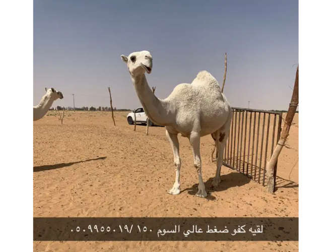  لقيه ضغط عالي