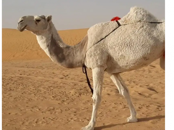  وضحاء كفو كفو كفو