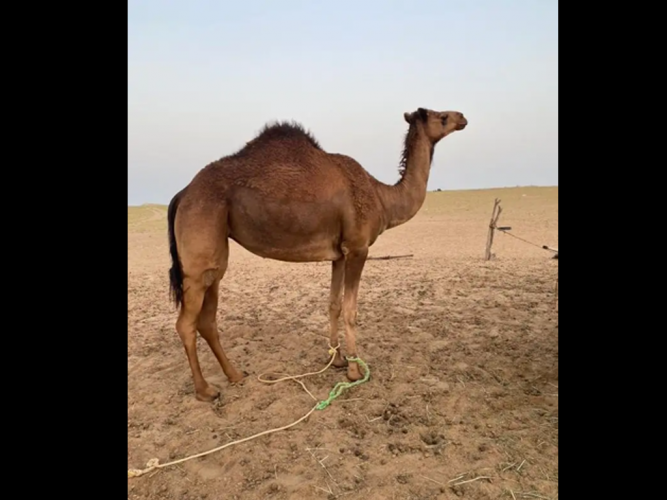  بكره ثنيه طيبه بالحيل